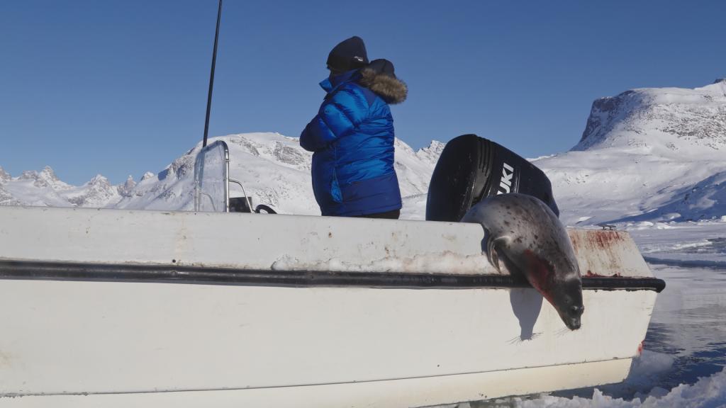 Jagd auf Robben (Copyright: Vidicom Media)
