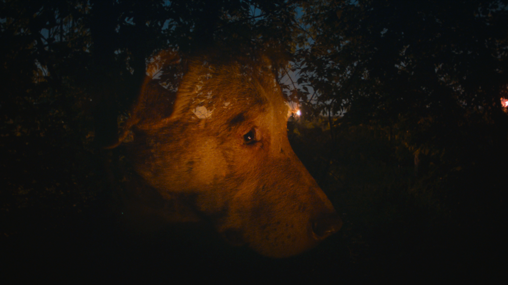  (Copyright: RAUMZEITFILM)