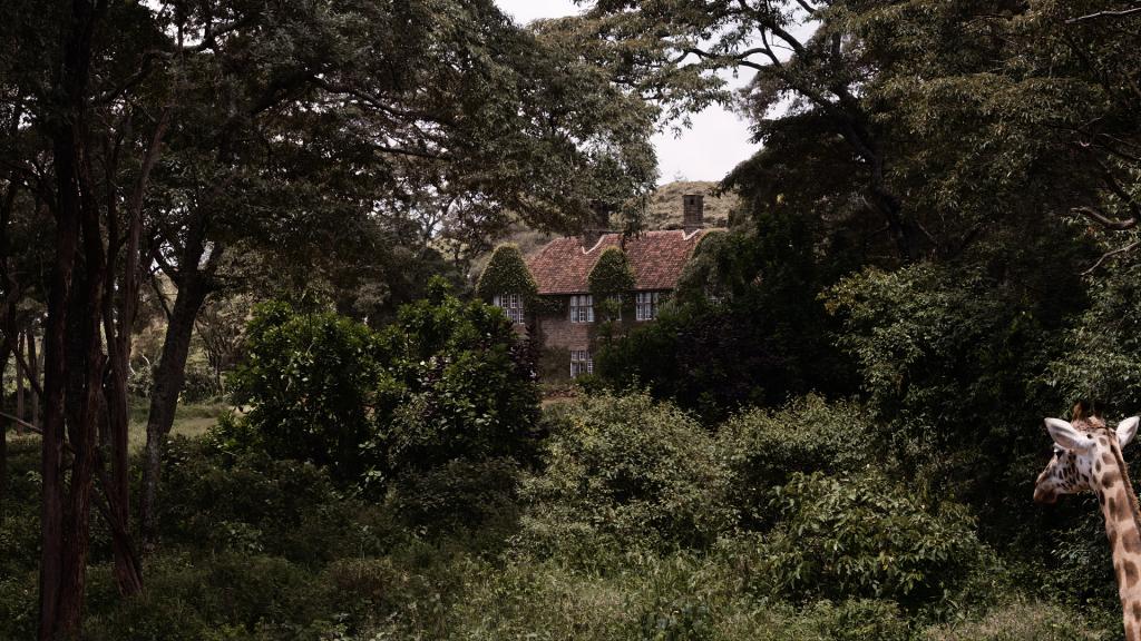 Giraffe Nairobi (Copyright: Blinker Filmproduktion)